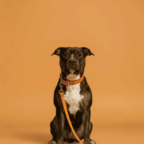 coleiras-guias-acessorios-para-cachorros-fundo-laranja