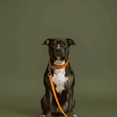 coleiras-guias-acessorios-para-cachorros-fundo-verde